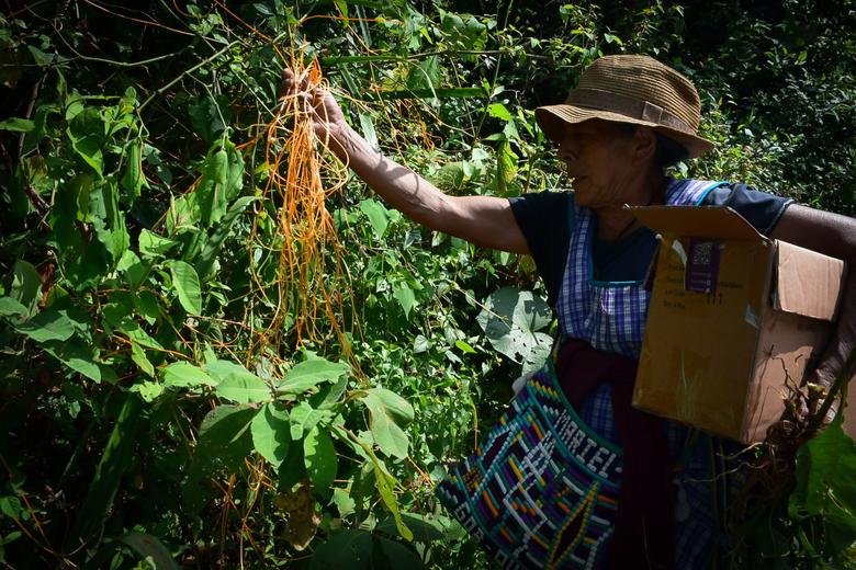 Créditos: La abuela Ticurú Mijangos en una jornada de recolección de plantas medicinales, en Palencia, en 2022. Foto de Maylin Hernández