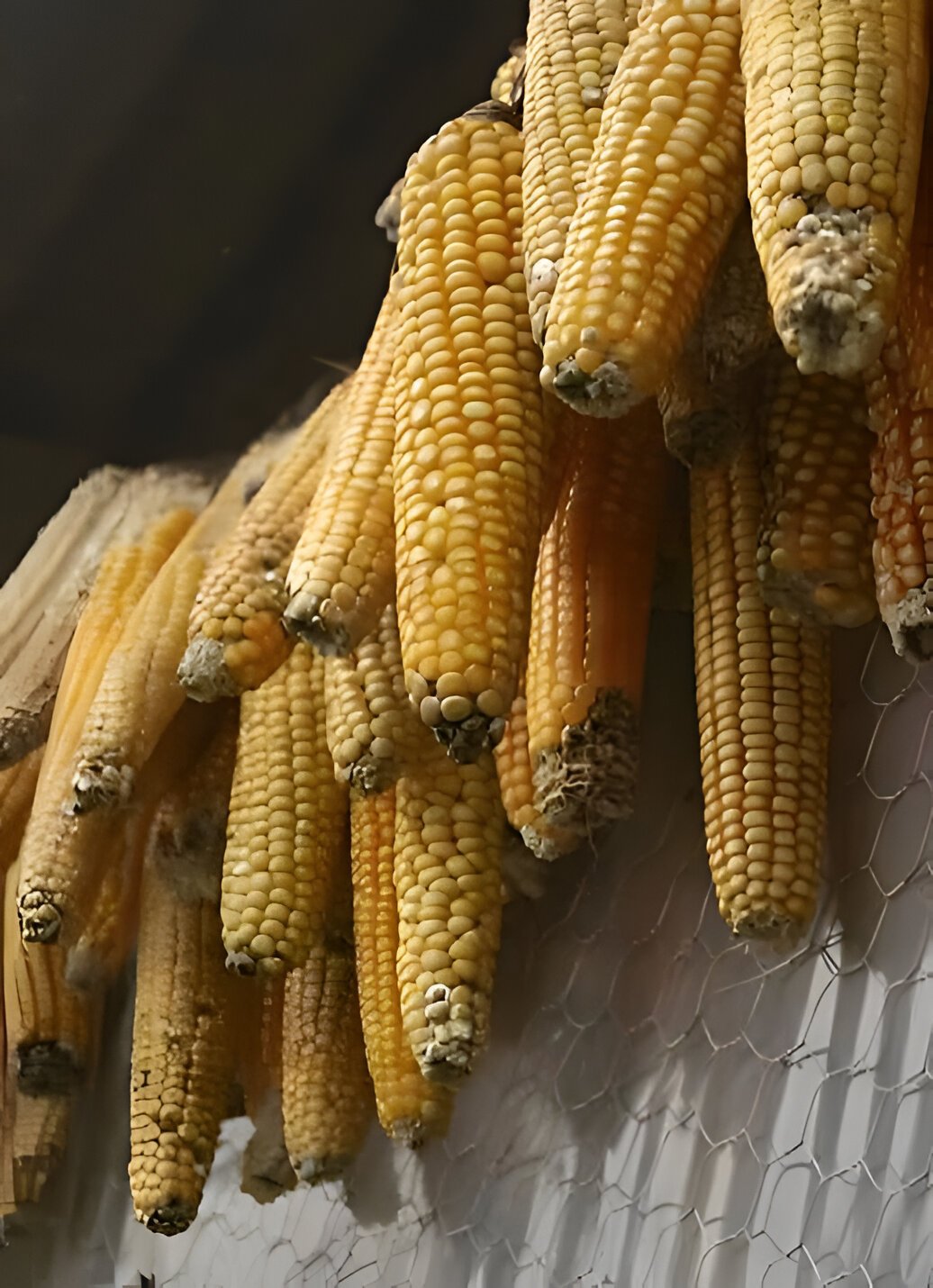  Semilla de maíz amarillo, especie nativa de la aldea La Concepción. Foto de Efraín Alvizures 