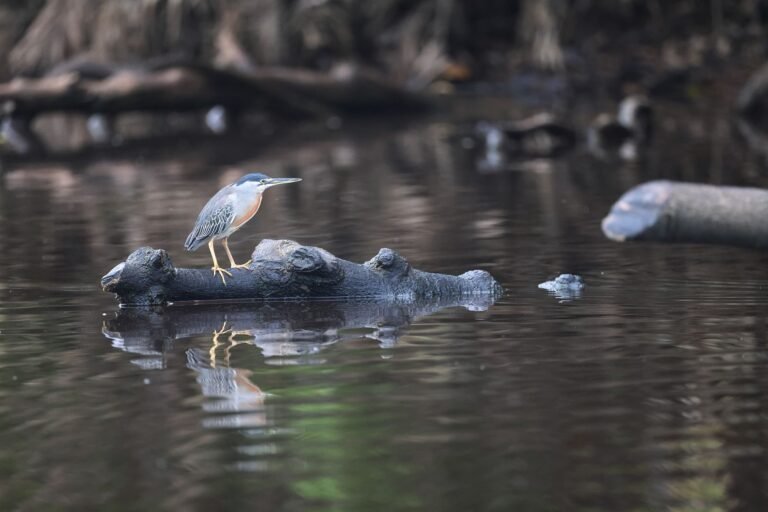  Garza estriada, una de las garzas más pequeñas. Foto: Rhett Butler 
