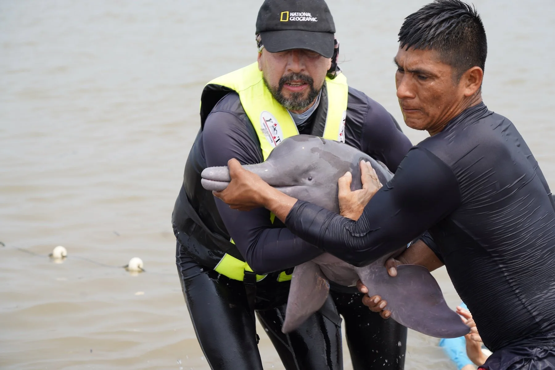  Un esfuerzo internacional evalúa la salud de los delfines de río en Colombia. Foto: cortesía Fernando Trujillo 