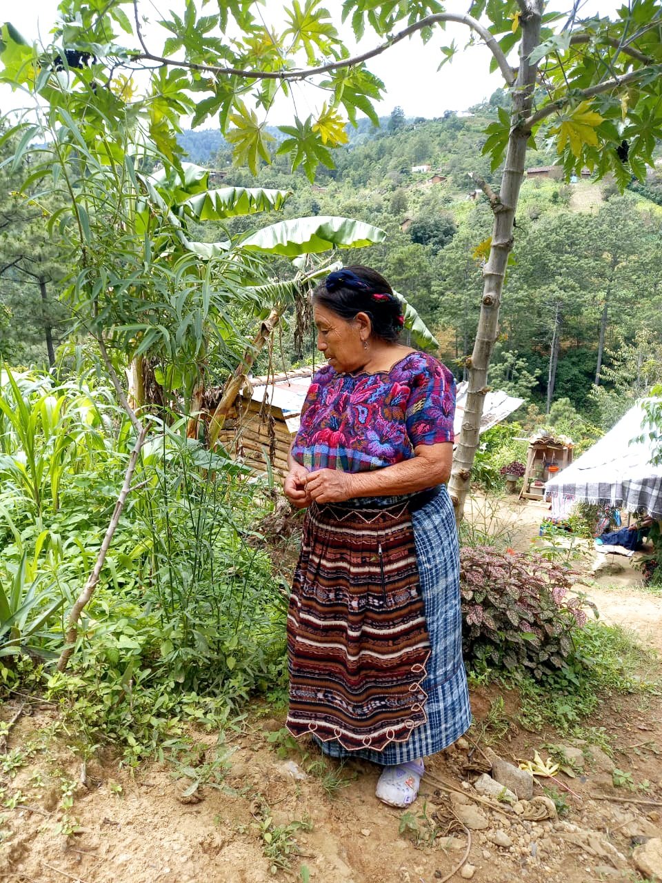  Cuidando las plantas medicinales. Foto de Hugo Bulux 