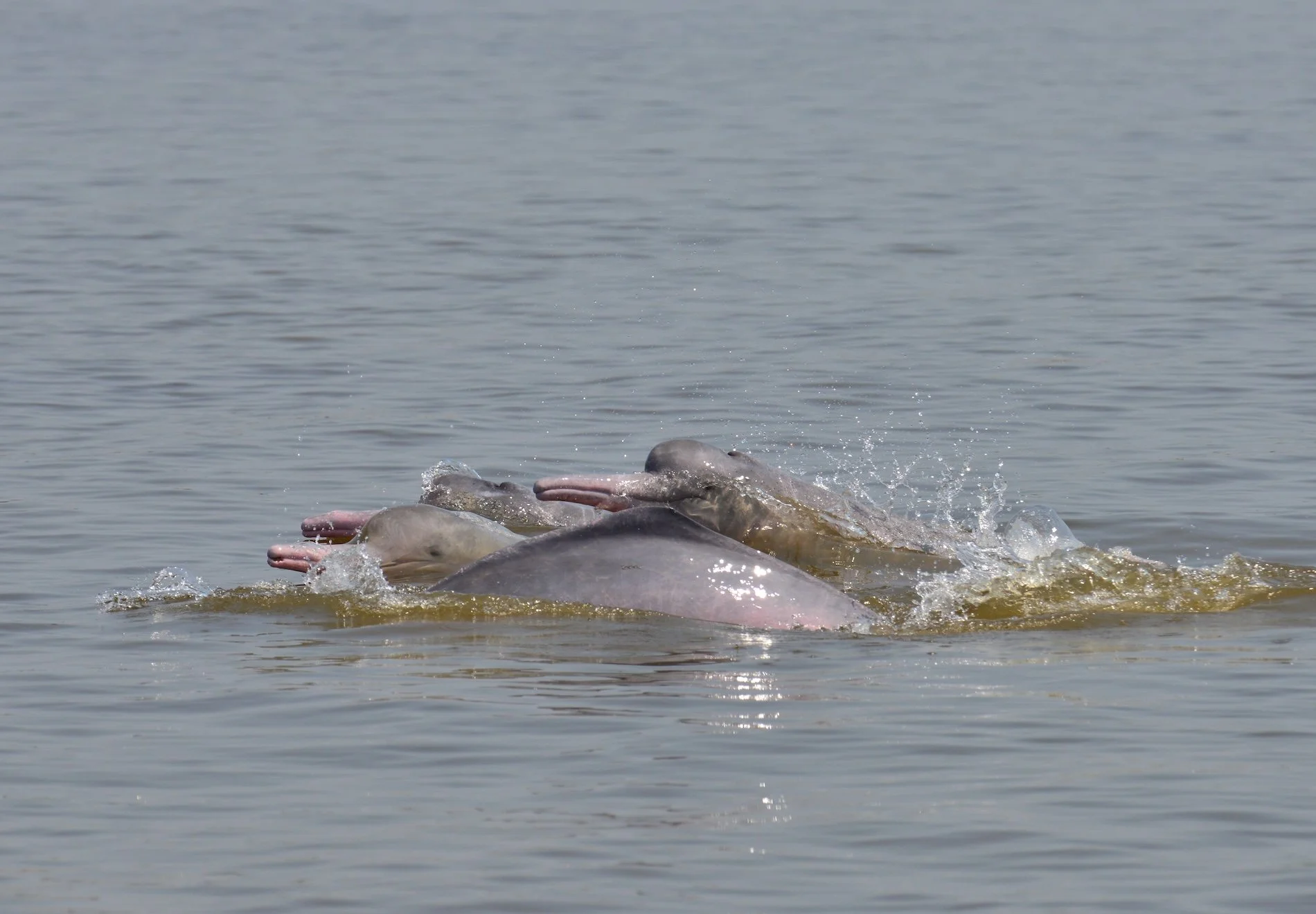  El  Inia geoffrensis  es el delfín de río más grande. Su cuerpo es robusto, flexible y poco hidrodinámico. Tiene un hocico largo y estrecho con más o menos 106 dientes. Foto: cortesía Fernando Trujillo / Fundación Omacha 