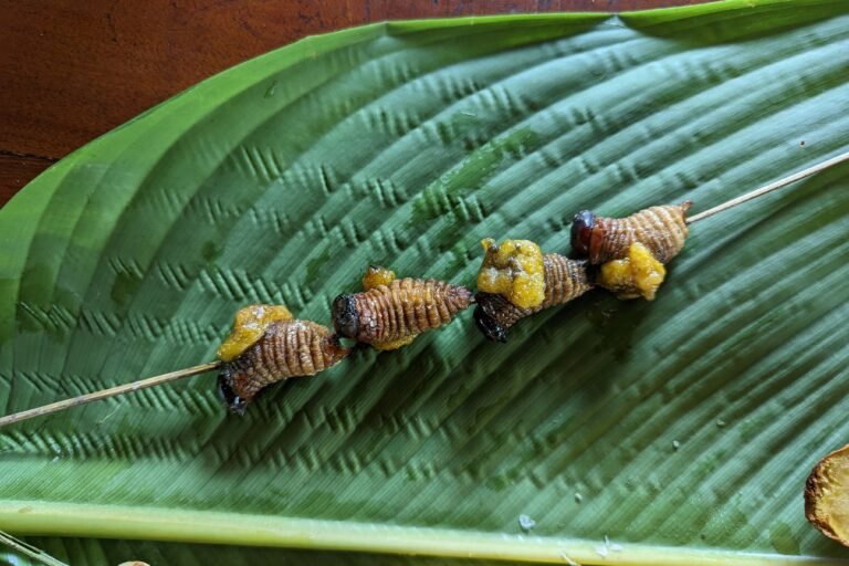  Un pincho de chontacuros, una larva que se obtiene del tronco de ciertas palmas. Foto: Rhett Butl 