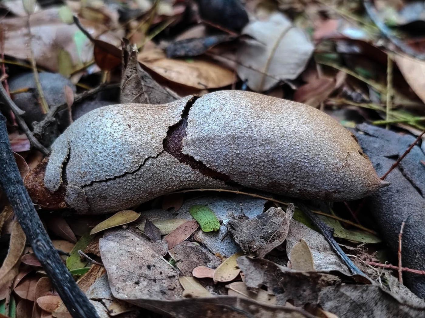  Cultivo de tamarindo. Foto Elmer Ponce 