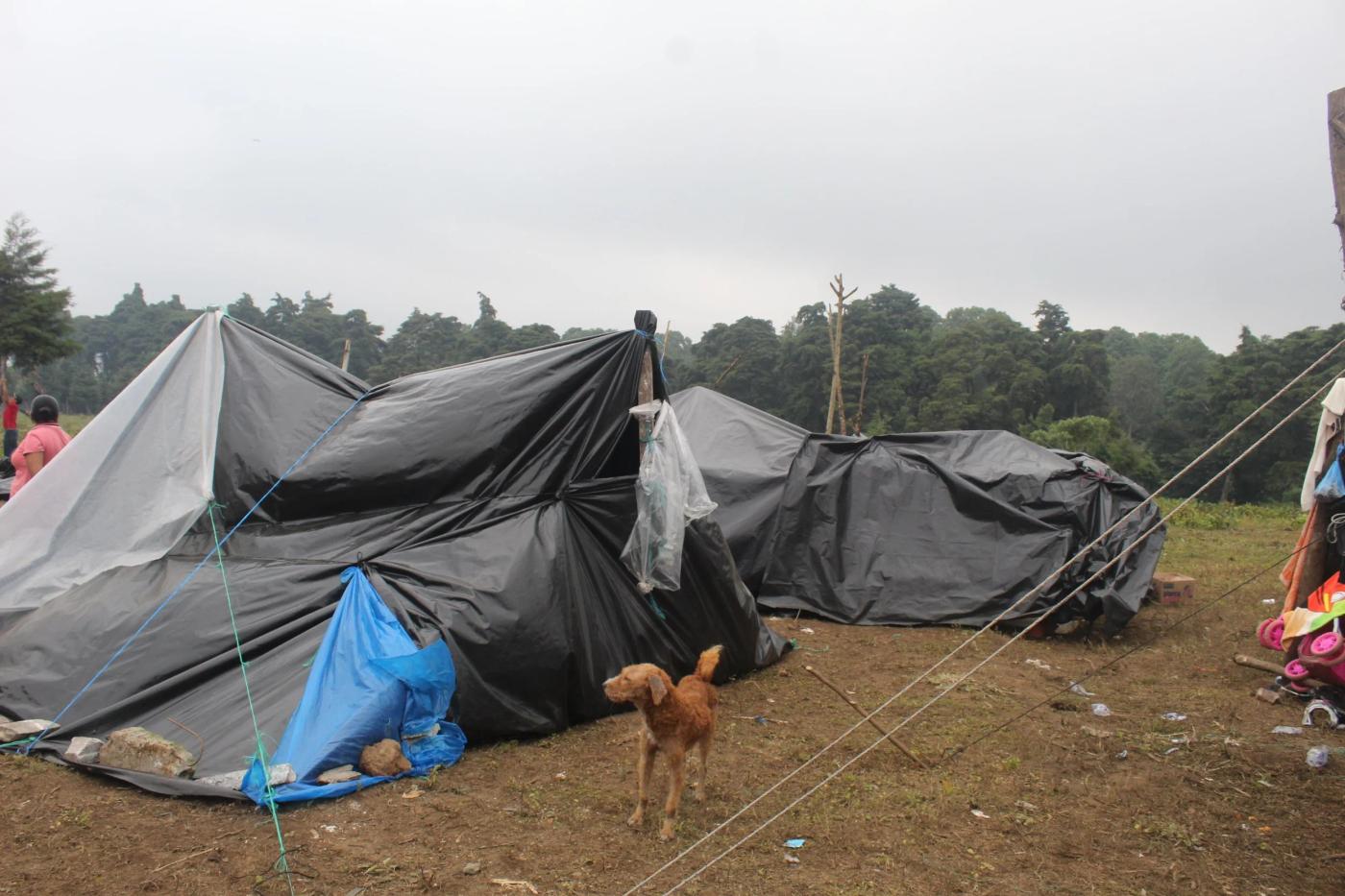  Champas en el albergue en el potrero. 