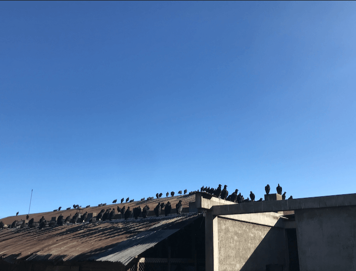  Zopilotes atentos luego del destace. Foto: Andrés Gutiérrez 