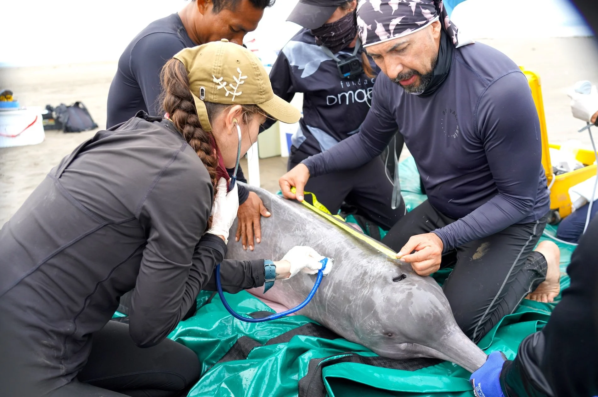  Las evaluaciones de salud incluyen diversas tomas de muestras y monitoreos respiratorios de los delfines. Foto: cortesía Fundación Omacha 