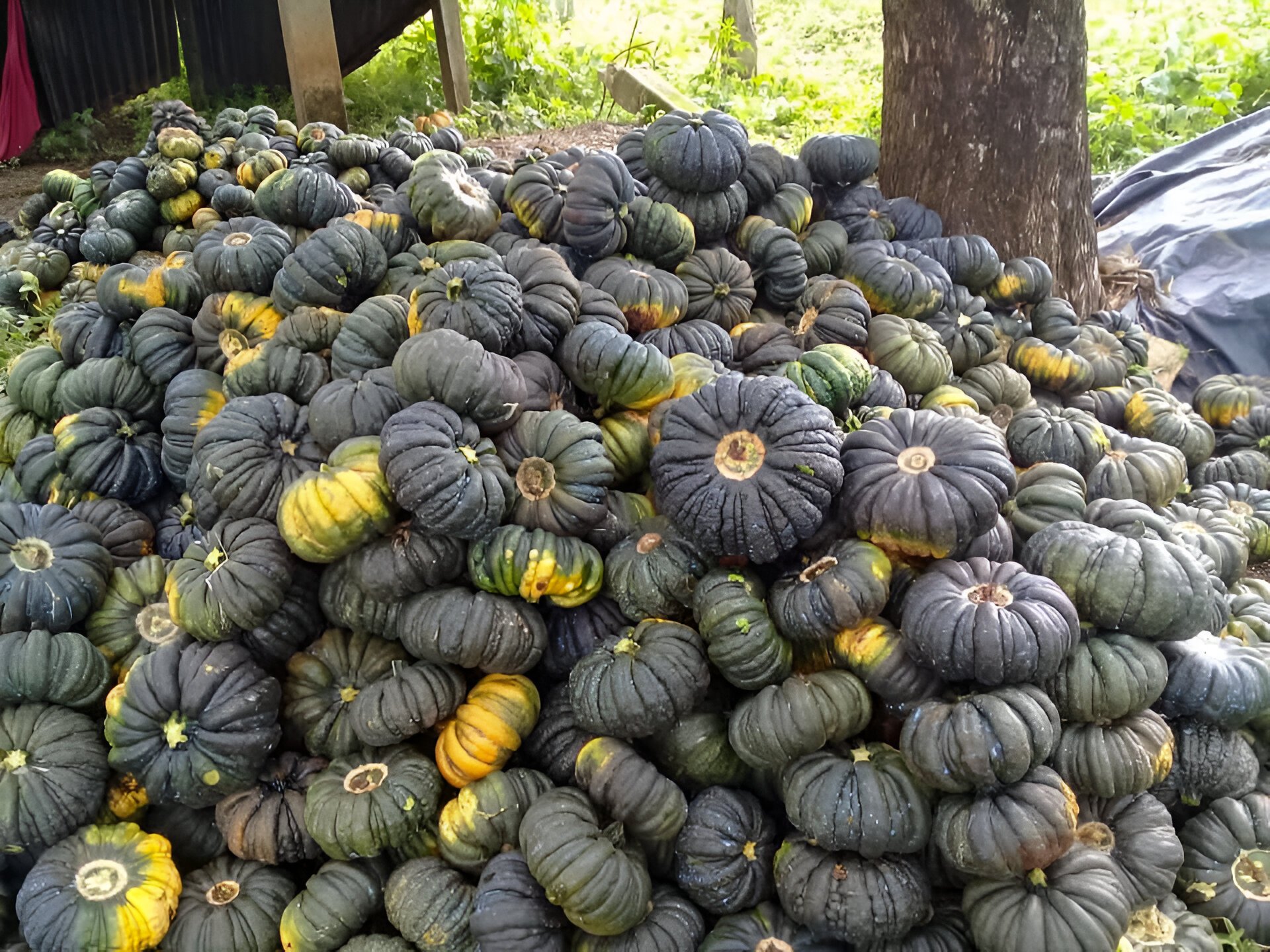  Cosecha de güicoyes en la Reserva Natural El Garrobo, ubicada en Palencia. Foto cortesía de Moisés Quevedo Martínez 