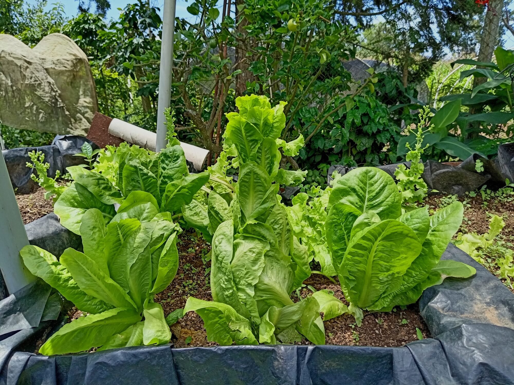  Lechuga lista para la cosecha. Foto de Maylin Hernández 
