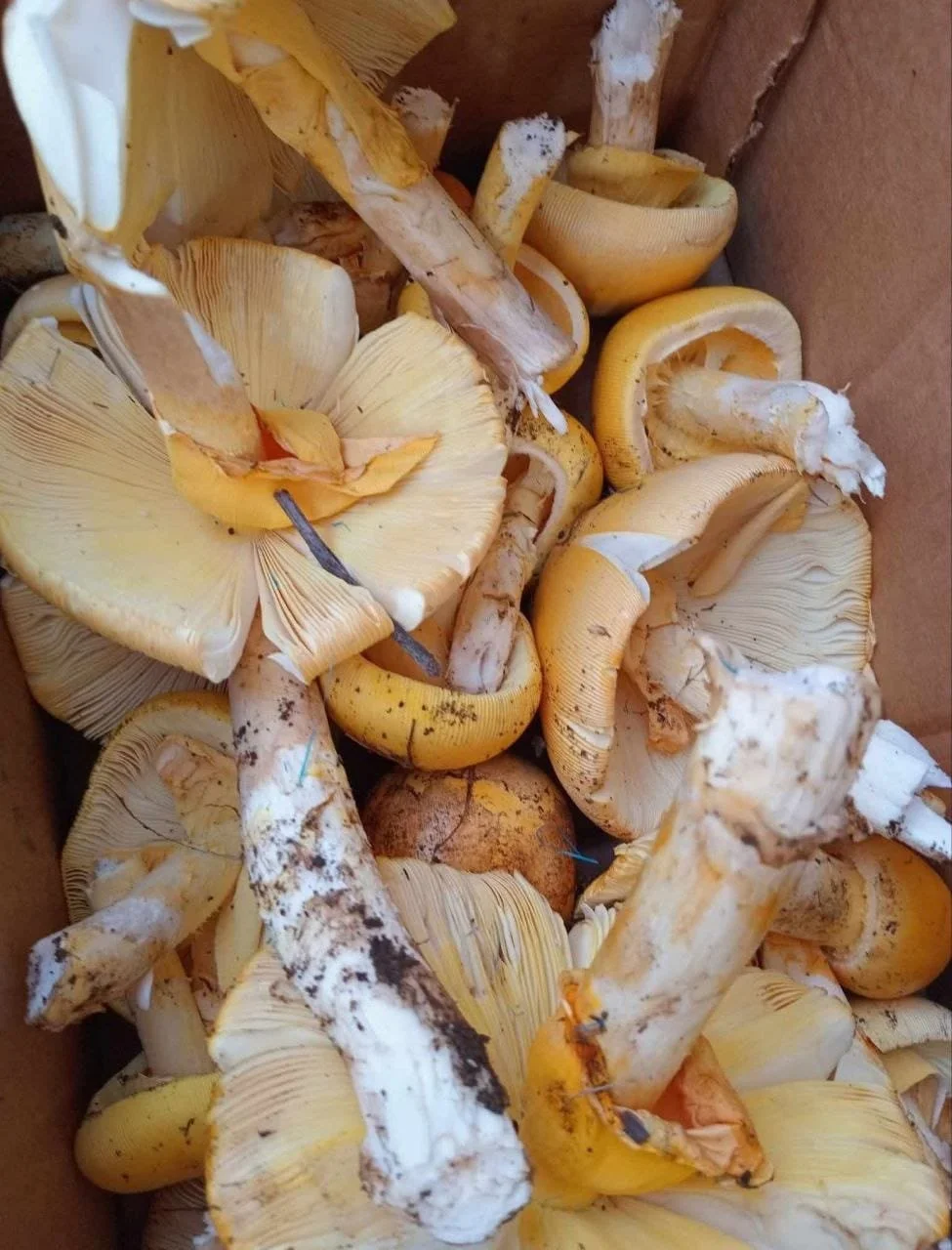  En los mercados, la medida de 5 hongos puede conseguir en Q50 o hasta Q75 si están escasos. Foto Joel Solano 