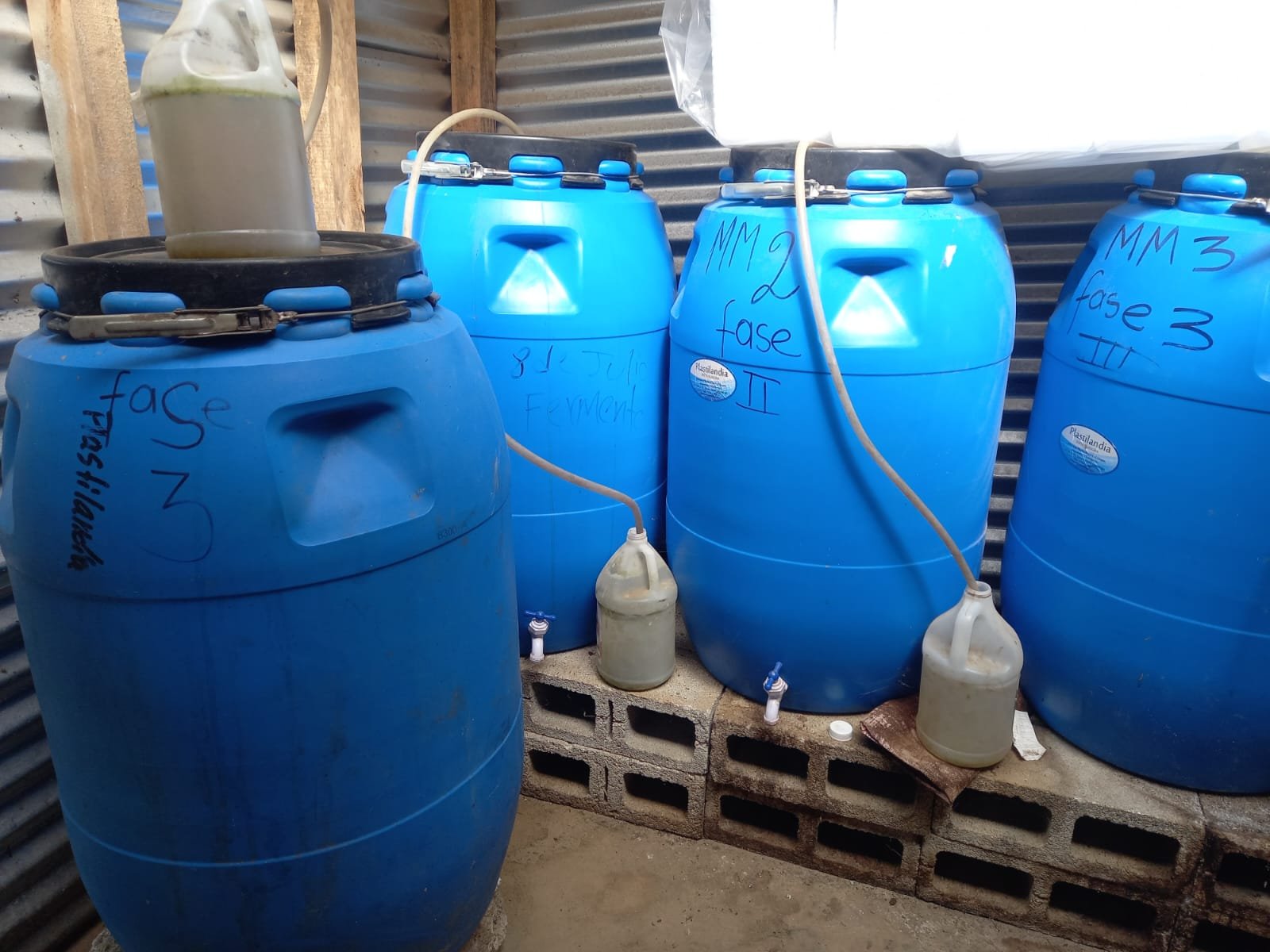  Estos productos se dejan fermentar por 15 días en toneles de plástico. Foto de Hugo Bulux 