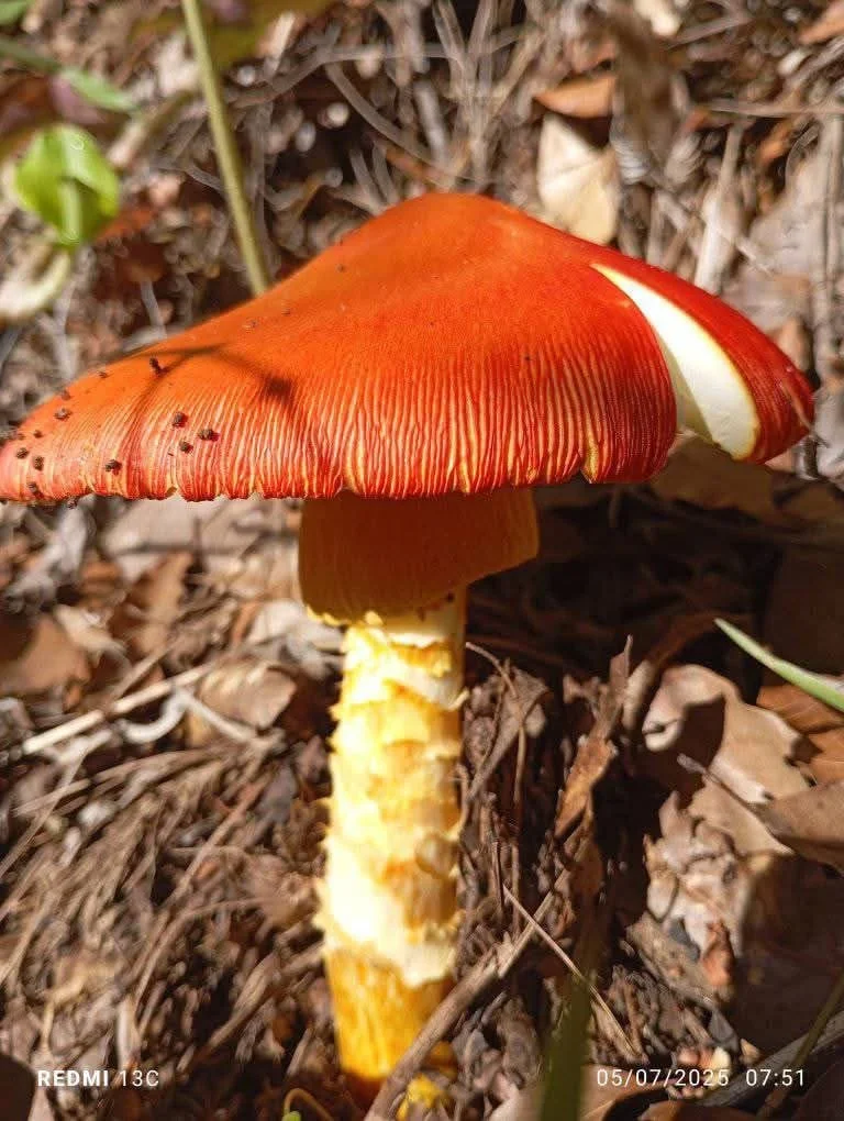  En Comalapa existen variedad de hongos, muchos de sus nombres no tienen traducción en español. Hongo Tolo’r. Foto Joel Solano 