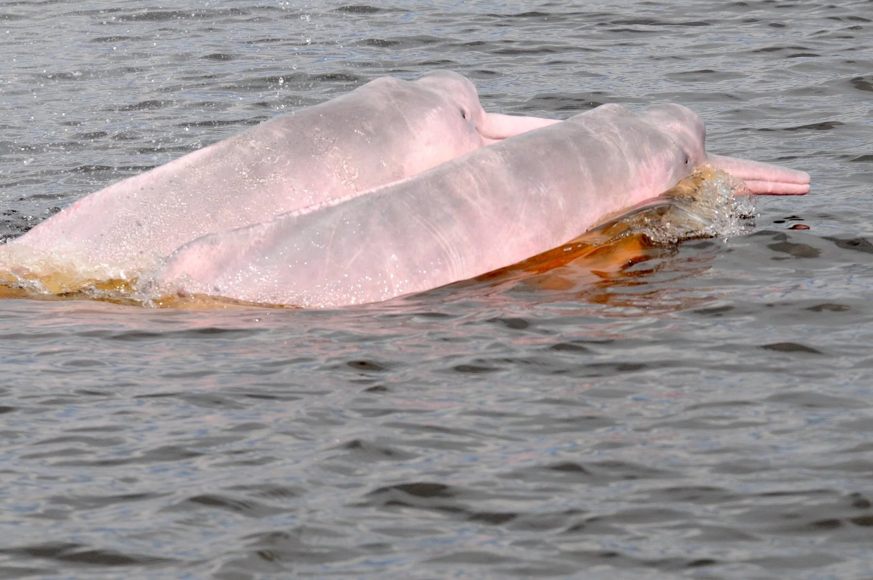  Una investigación científica detectó delfines con altas concentraciones de mercurio. Foto: cortesía Fernando Trujillo / Fundación Omacha 