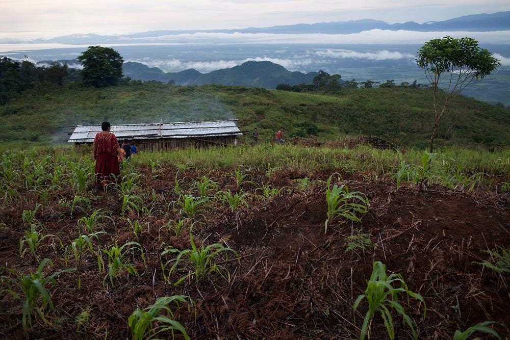  Los aldeanos indígenas habían vivido en la comunidad de Lote Ocho durante décadas, pero Skye y CGN los caracterizaron como “invasores”. Foto: James Rodríguez 