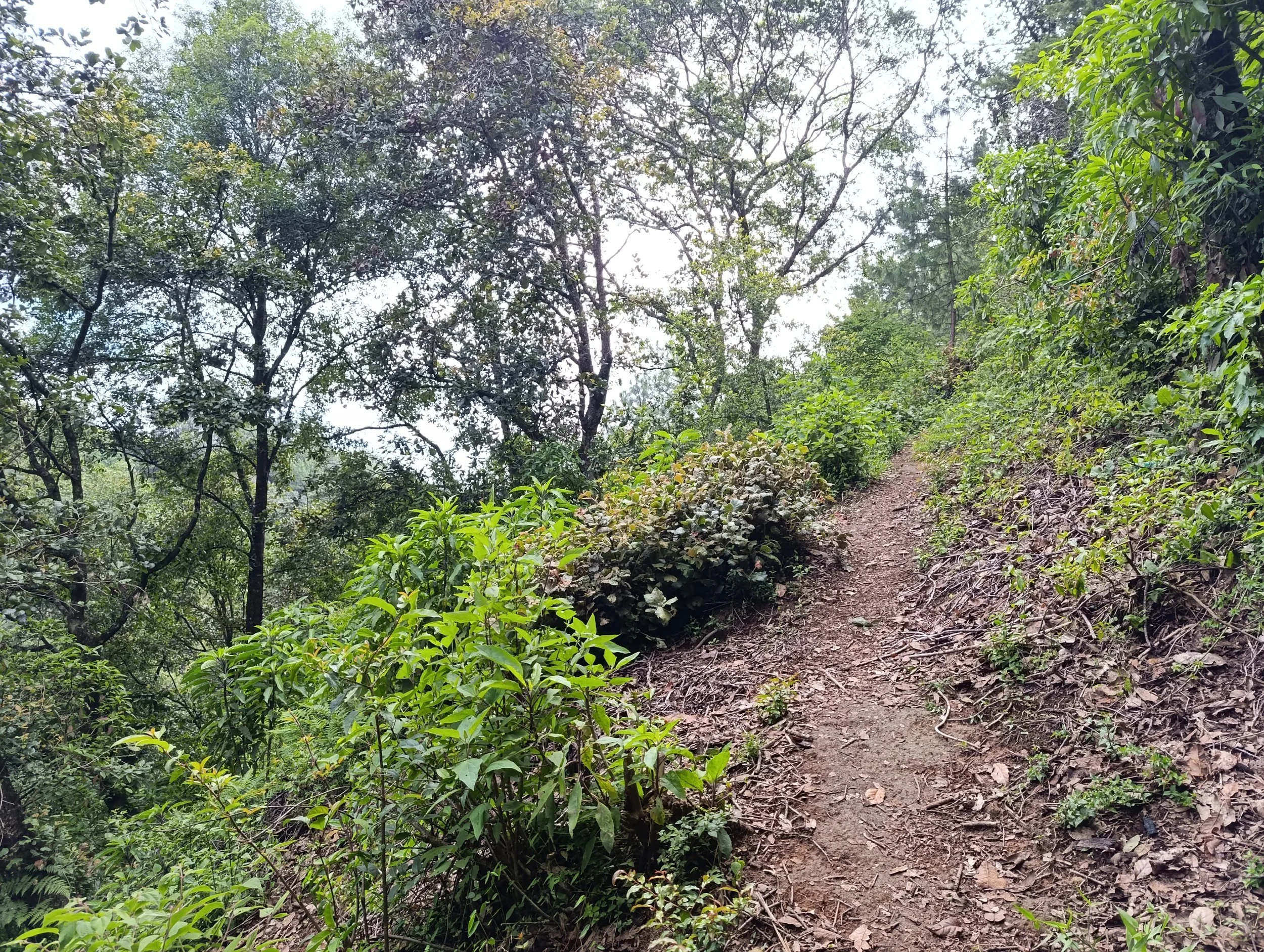  La pérdida de bosques afecta el crecimiento de los hongos. Foto Joel Solano 