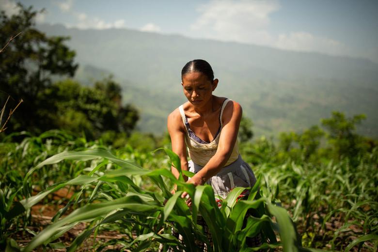 Fotografía: Celia Chen trabajando en la milpa. Por Claudio Vásquez Bianchi/We Effect