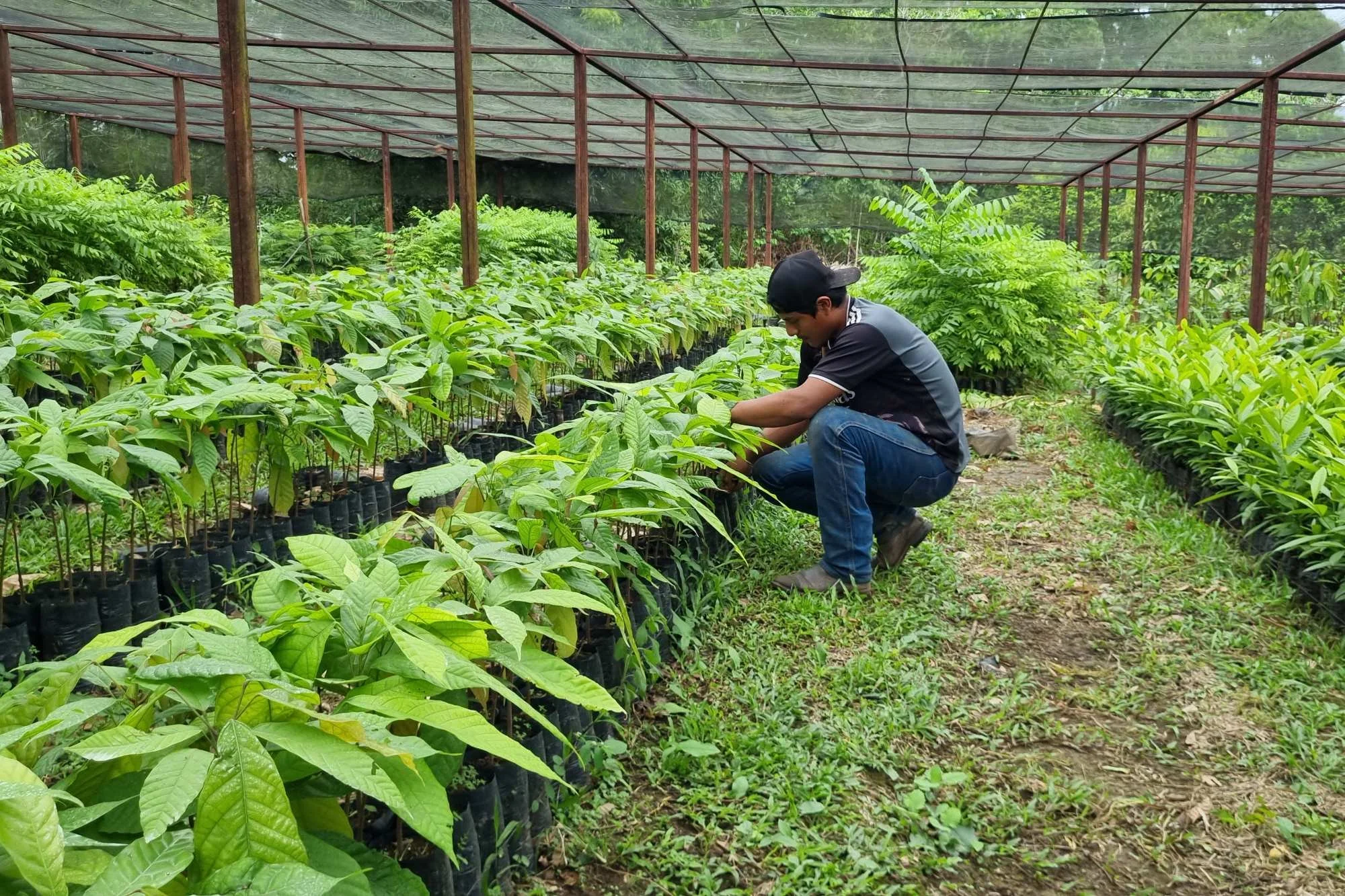  El ciclo de producción del cacao comienza con un vivero. Foto Joel Pérez 