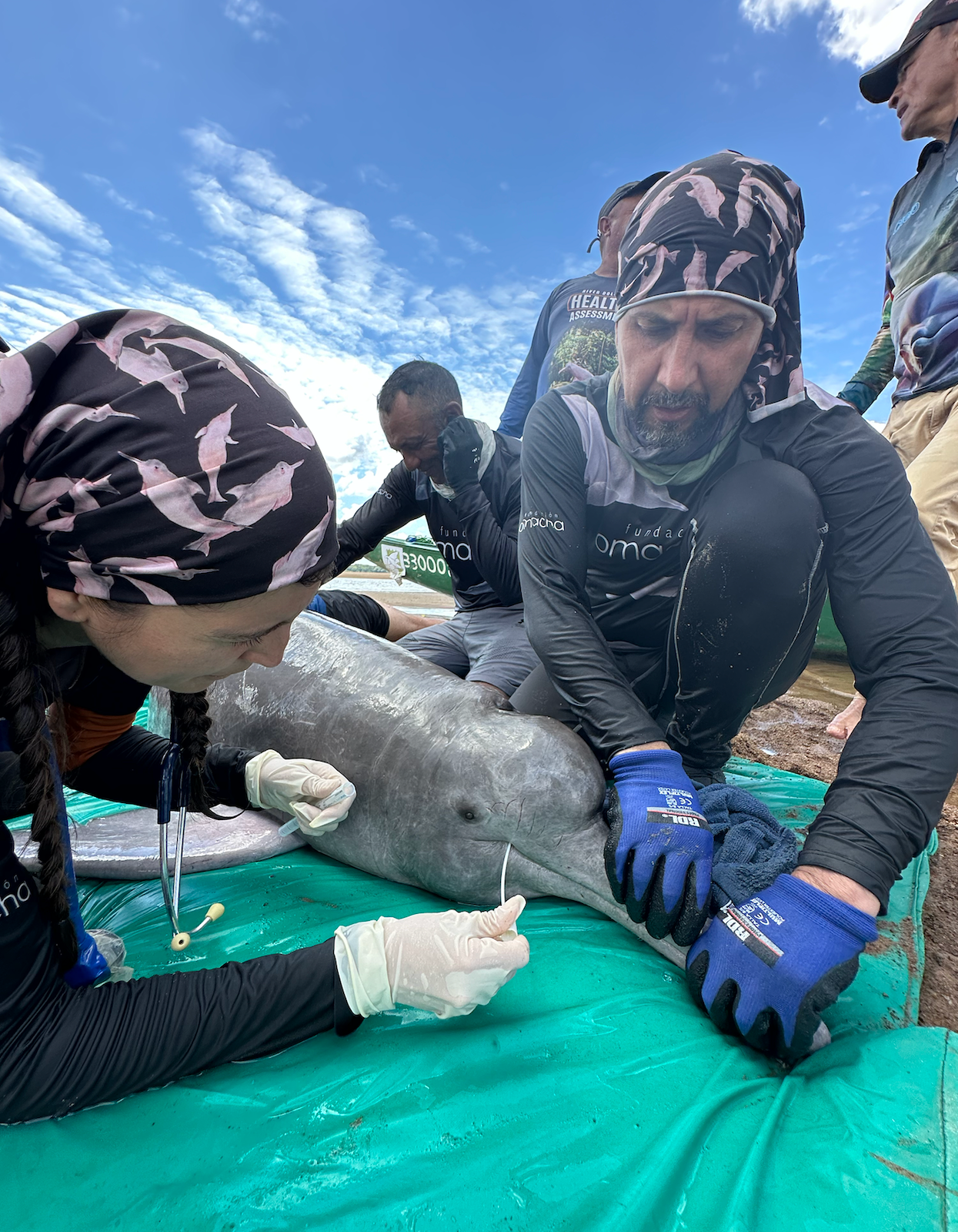 Toma de muestras de un delfín de río. Foto: cortesía Teresa Tomassoni 