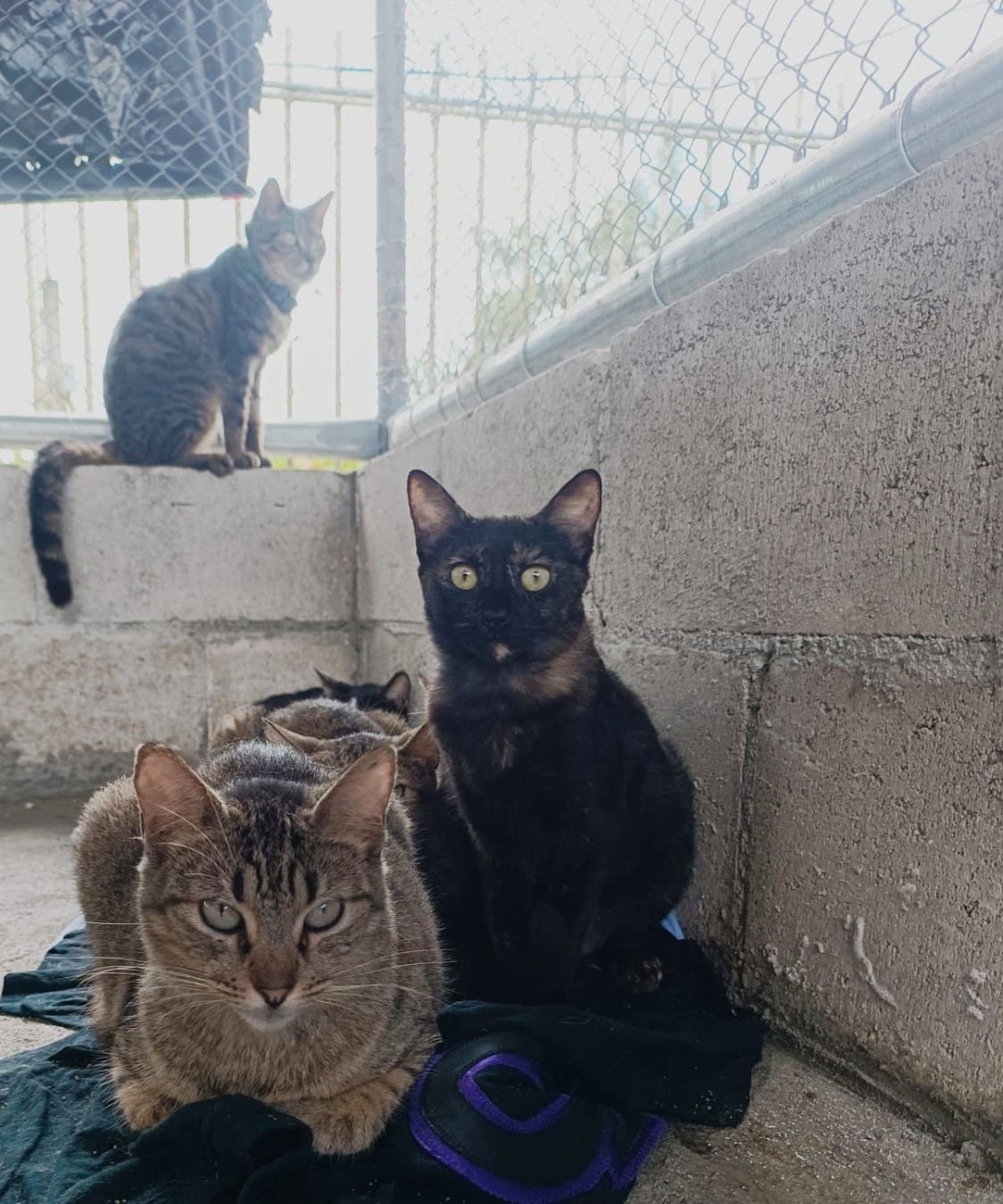  Foto: Huellas de Amor 