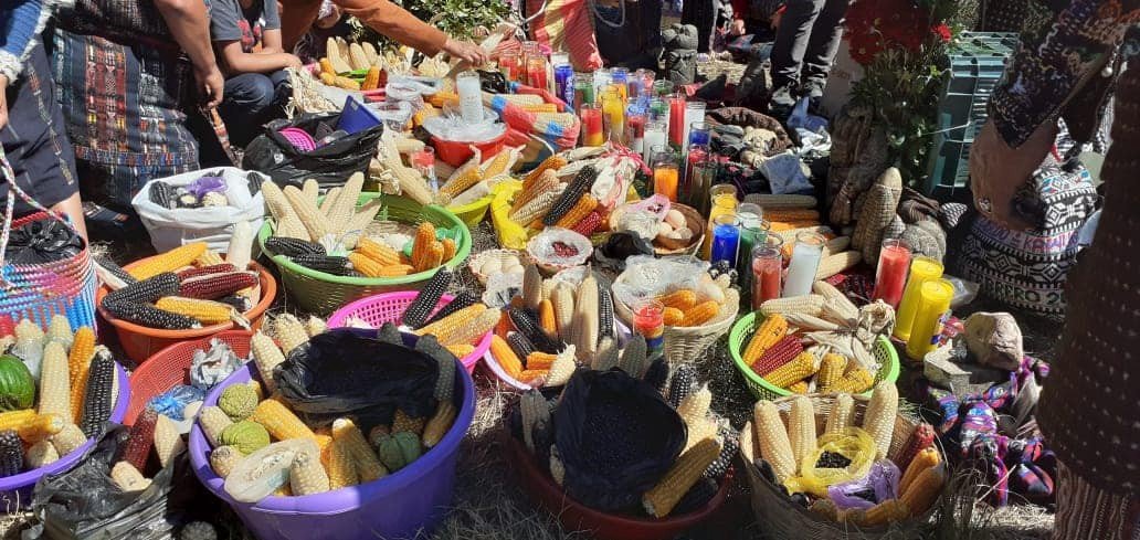 El rescate, la preservación y la siembra de semillas nativas y criollas ...