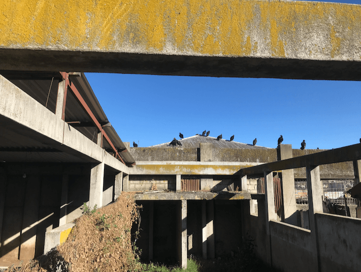  En días de destace, los zopilotes están pendientes de alcanzar trozos de cadáveres. Foto: Andrea Rodríguez 