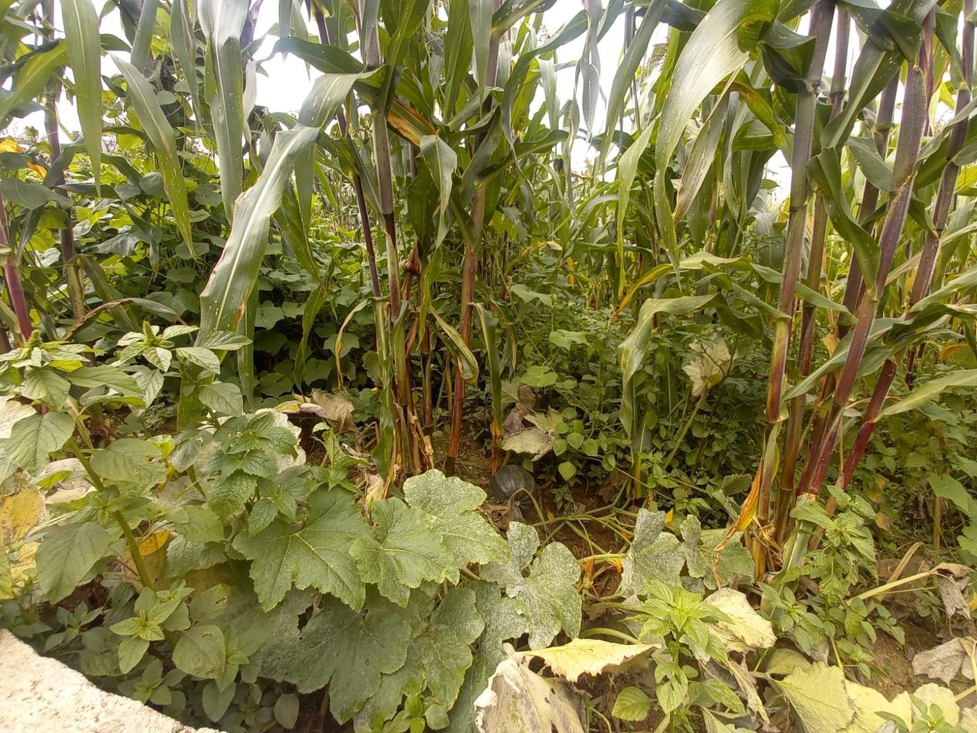 Huerto familiar. Foto de Hugo Bulux 
