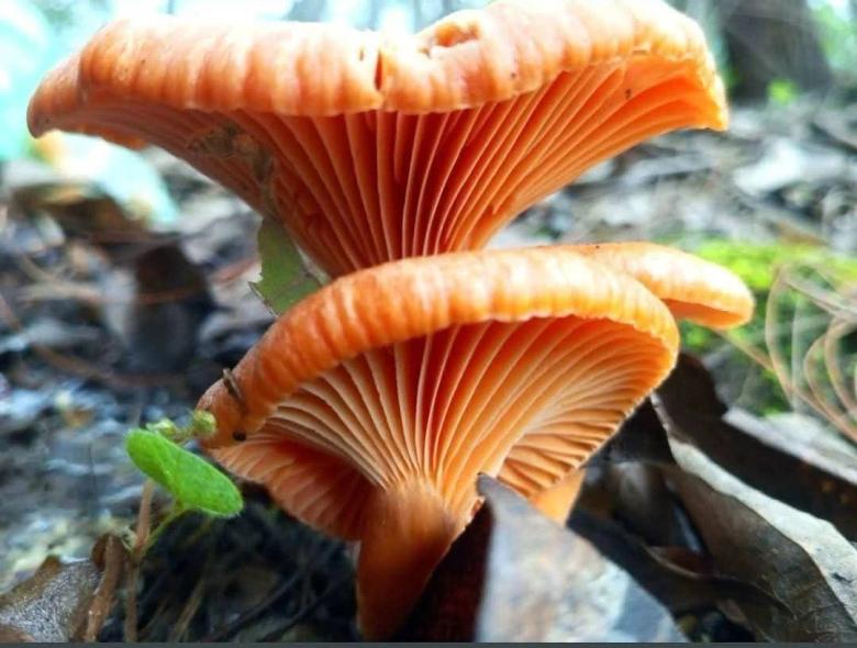 Créditos: Hongo Tolo’r en San Juan Comalapa, Chimaltenango. Foto Joel Solano