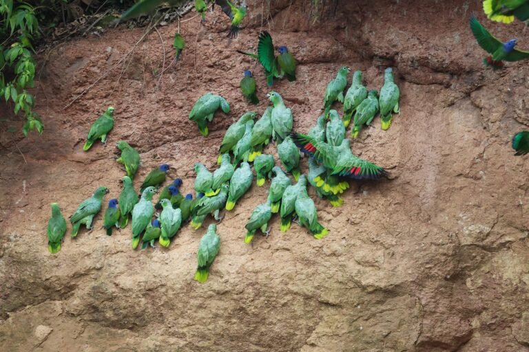  Loros consumen minerales en un saladero en la ribera del río Napo. Foto: Erik Hoffner 