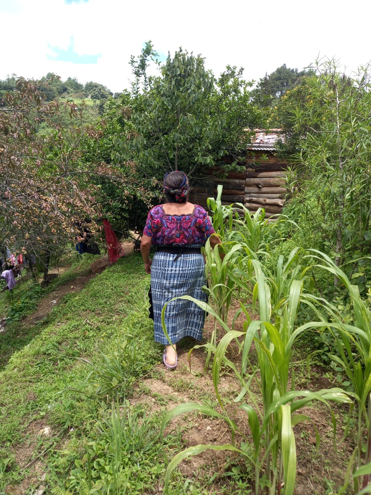  La vivienda de la abuela Adela está rodeada de árboles frutales, plantas medicinales y siembra de milpa. Foto de Hugo Bulux 