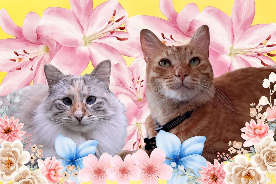 public/ke9t0k53hwkw2nlgit5dn54wxb4o/PORTADAS WEB  FEBRERO  2026.jpg